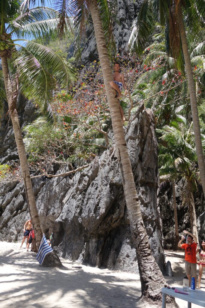 Climbing coconut palms is easy!