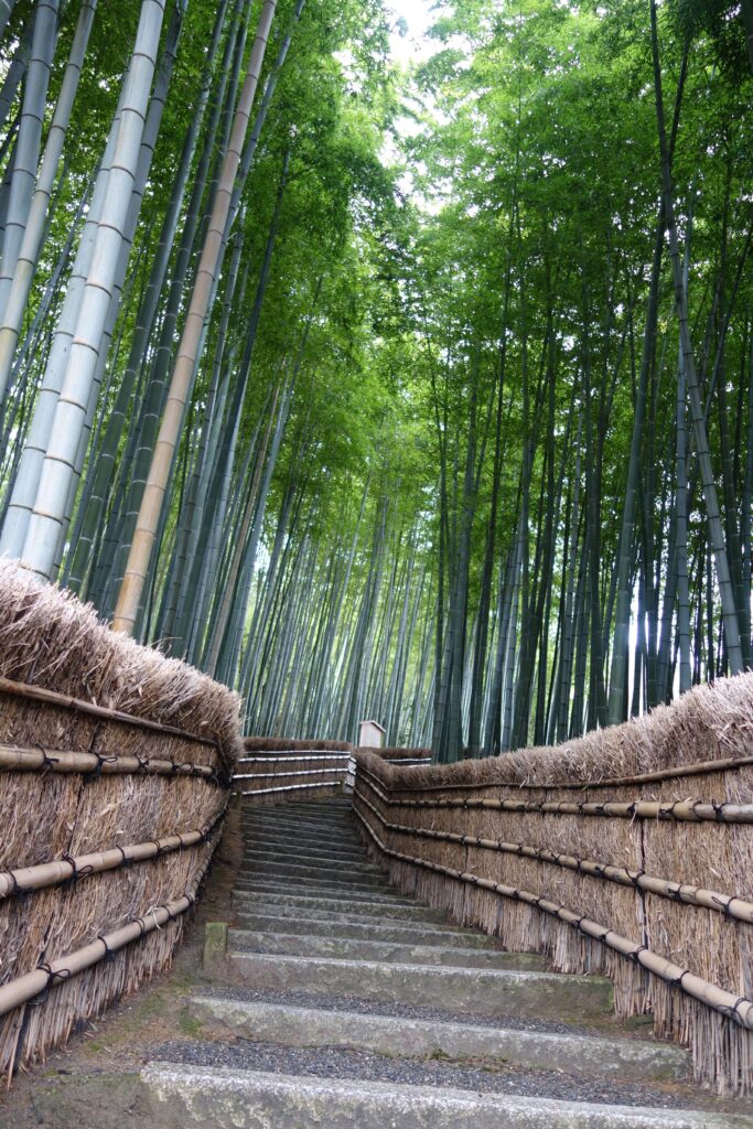 A less visited bamboo forest in Kyoto.