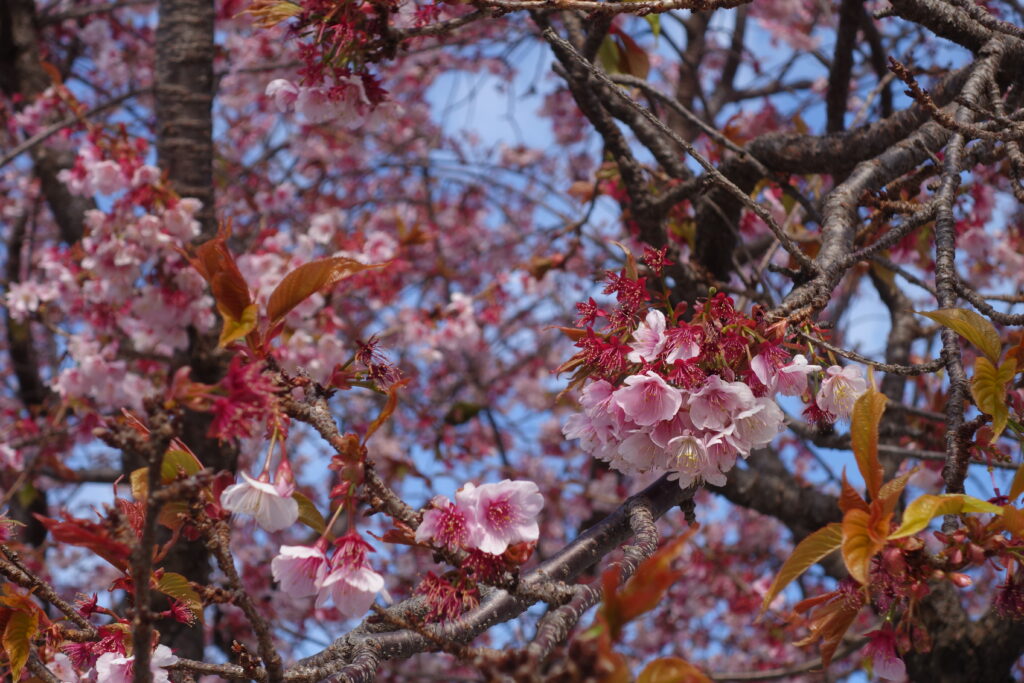 A close up of the sakura tree.