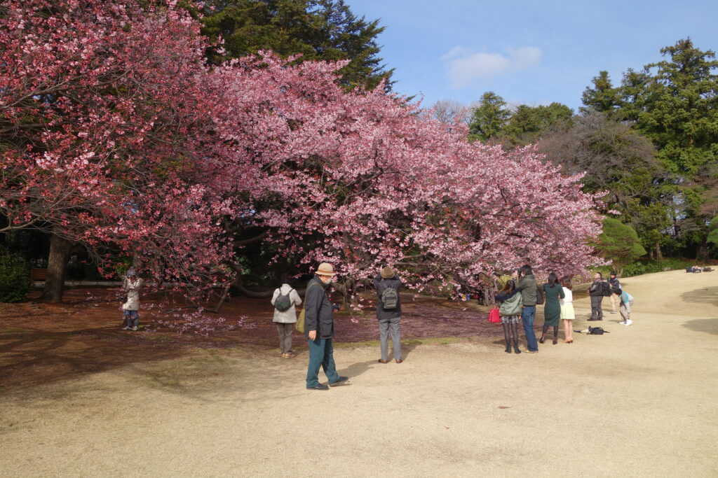 Crowds of people taking pictures of the cherry blossoms.