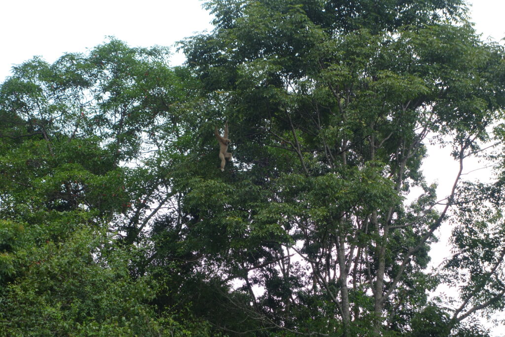 A gibbon up in the trees.