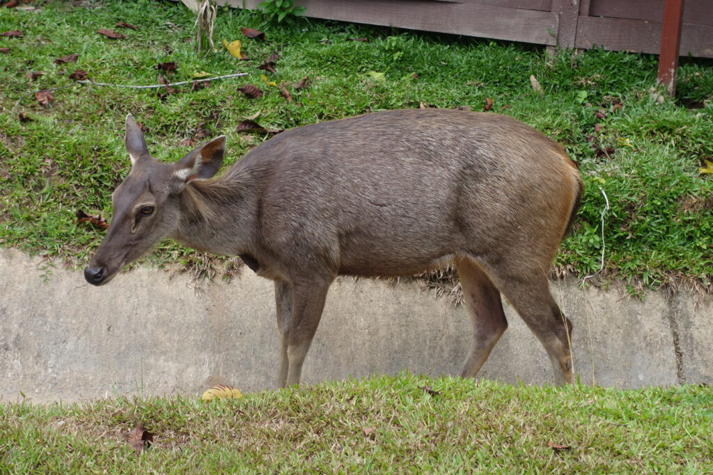 a sambar deer.