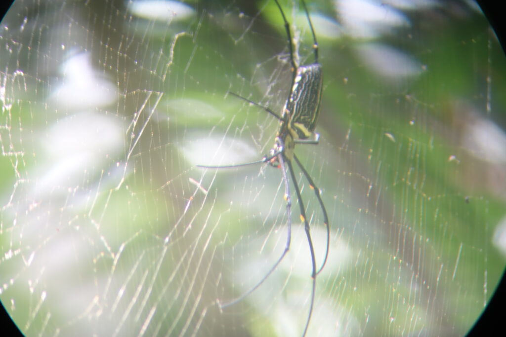 A photo taken through the telescope.