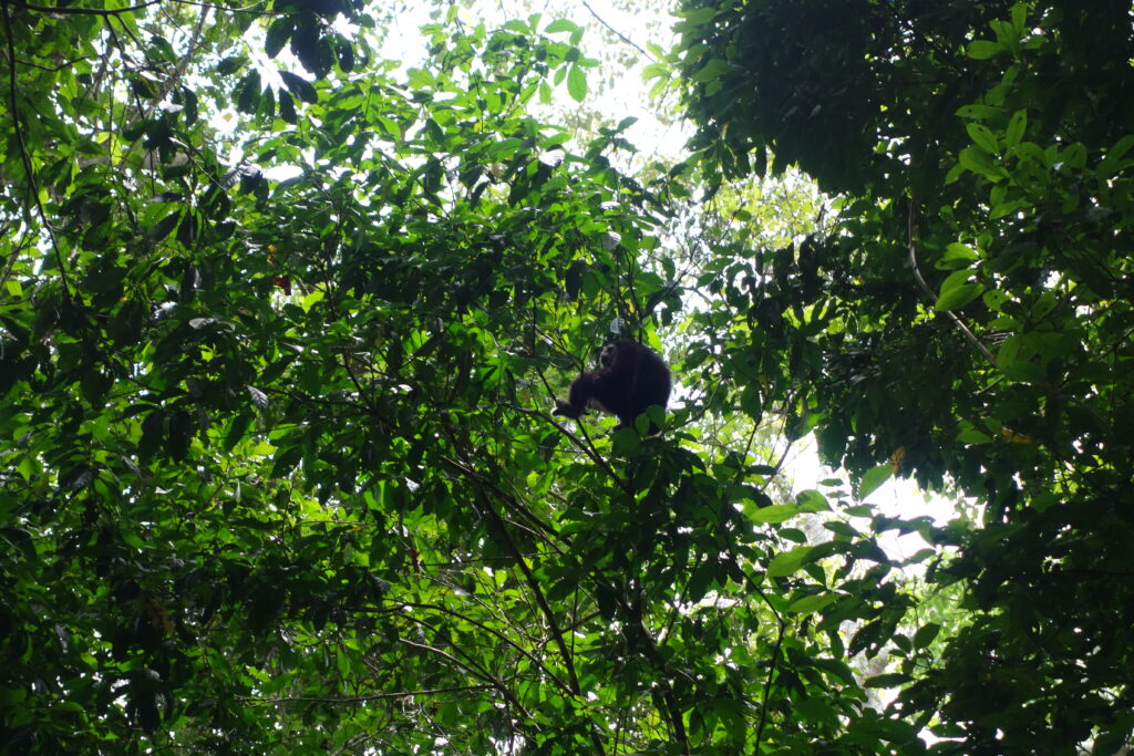A gibbon in the canopy.