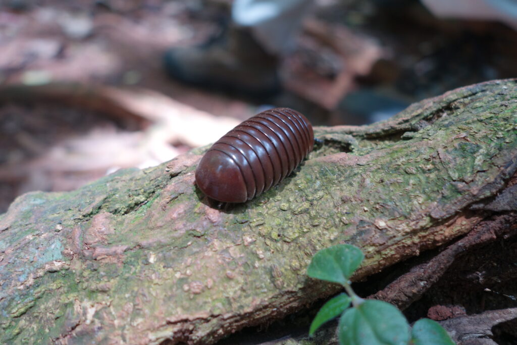 Another pill bug.