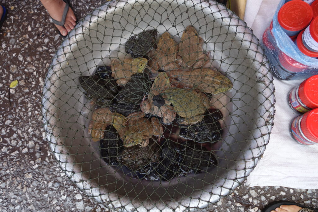 Frogs for sale at the market.