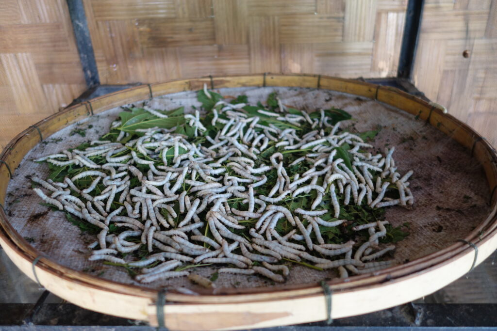 The silkworms.