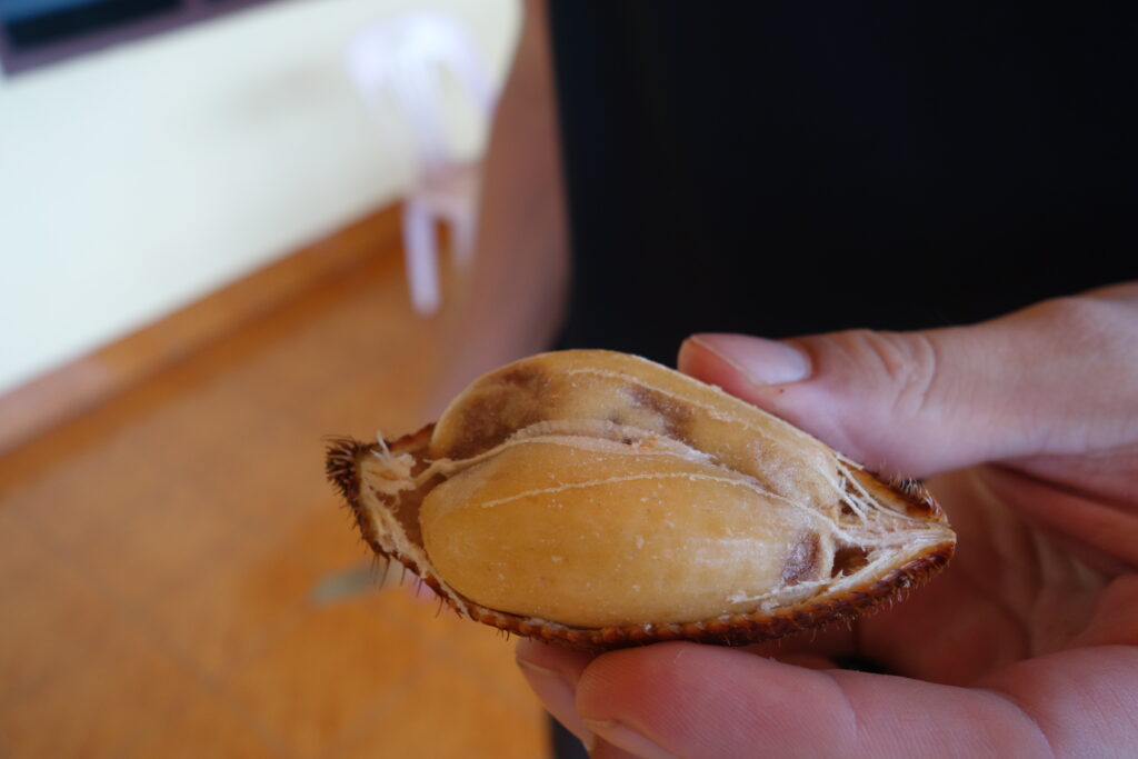 Inside of a snake fruit.