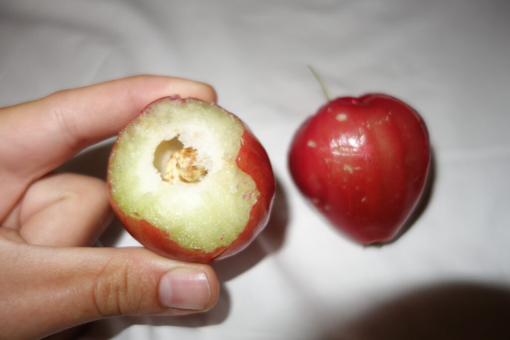 A whole Malabar apple on the right and one with the top bitten off on the left.